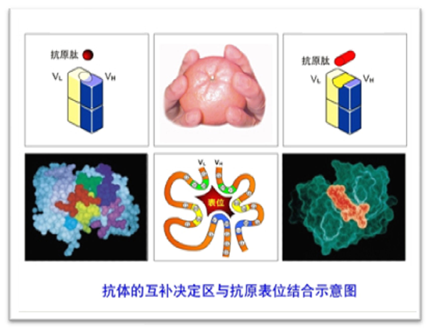 博奧森抗原抗體